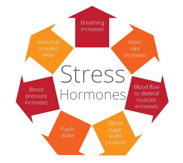 Stress Hormones | أثار الكذب على الصحة الجسدية والنفسية